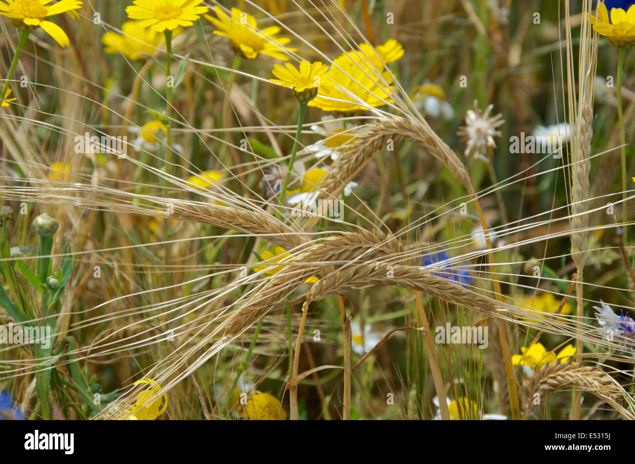 Detail of stalks of wheat with golden ripe heads in a cornfield with corn marigolds, corn chamomile, cornflowers. Stock Photo