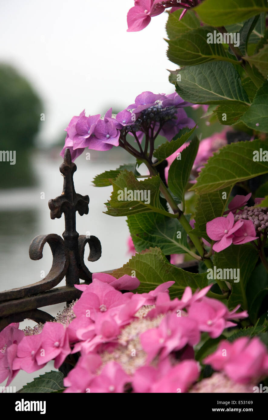 Hydrangeas in bloom with an old iron fence and river in the background Stock Photo