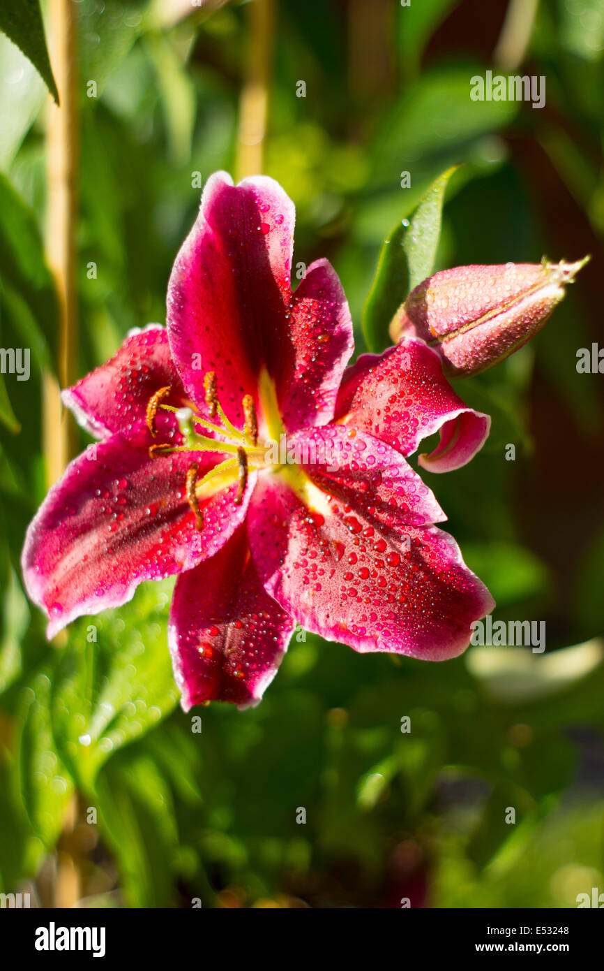 flower in bloom, pink lilly Stock Photo
