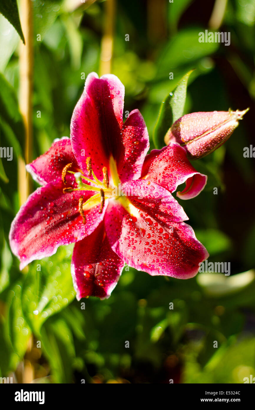 Flower in bloom, pink lilly Stock Photo