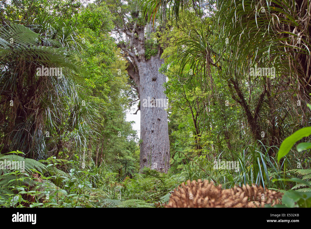 The Father of the Forest and its surroundings Stock Photo