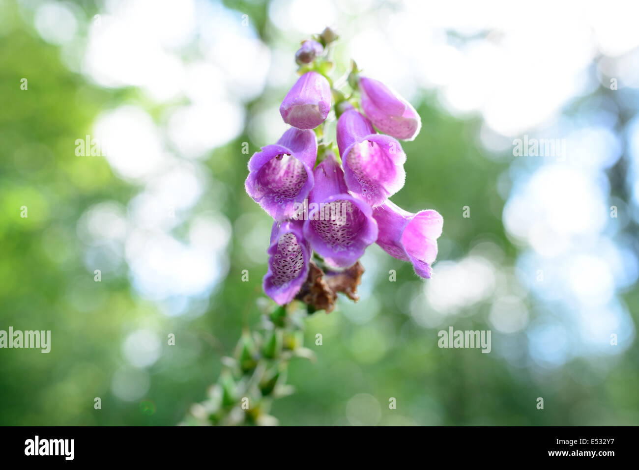 Digitalis - Wild Foxglove Stock Photo