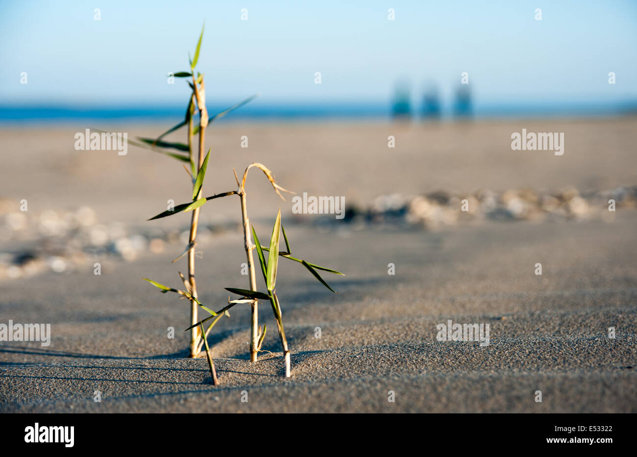 Couch grass growing in the white sands of Llansteffan beach, Carmarthenshire. Stock Photo