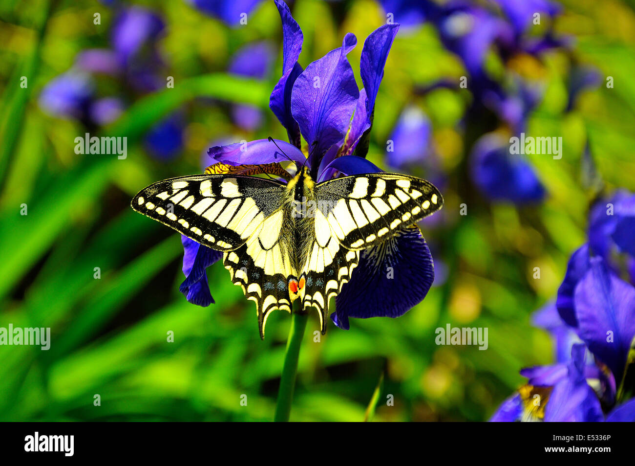 Beautiful swallowtail butterfly on purple iris Stock Photo