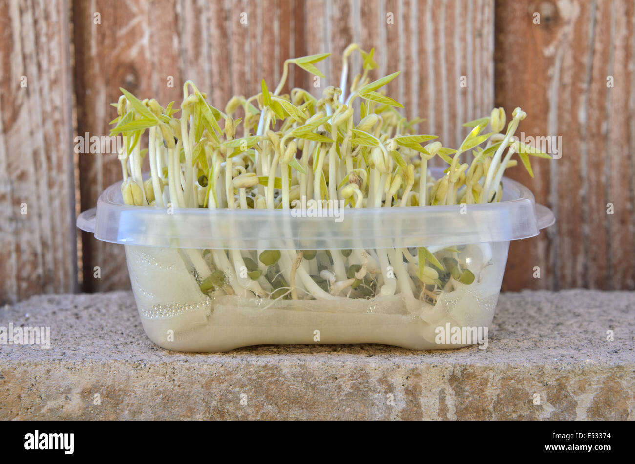 Growing bean sprouts with wet tissue paper in kitchen storage Stock Photo