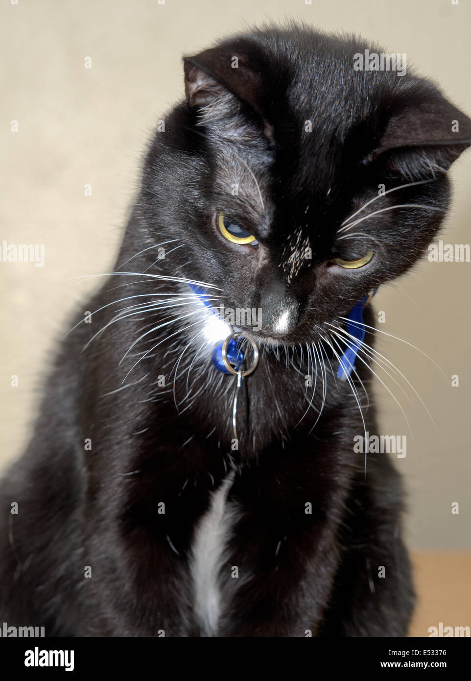 Cute black and white tuxedo cat sitting looking down Stock Photo - Alamy