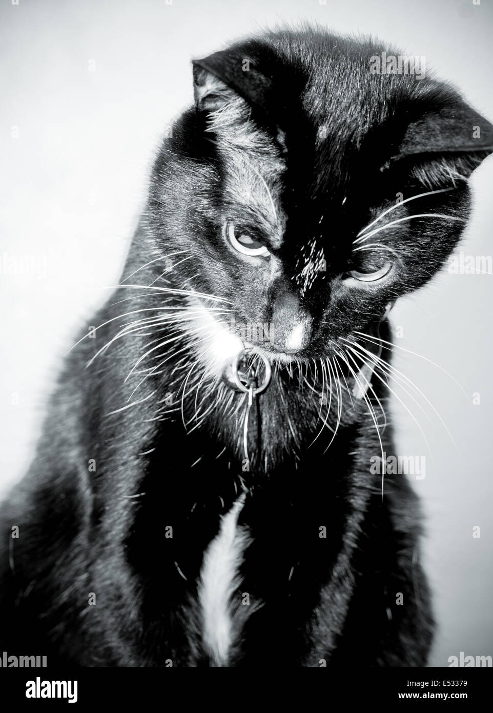 Cute black and white tuxedo cat sitting looking down Stock Photo - Alamy