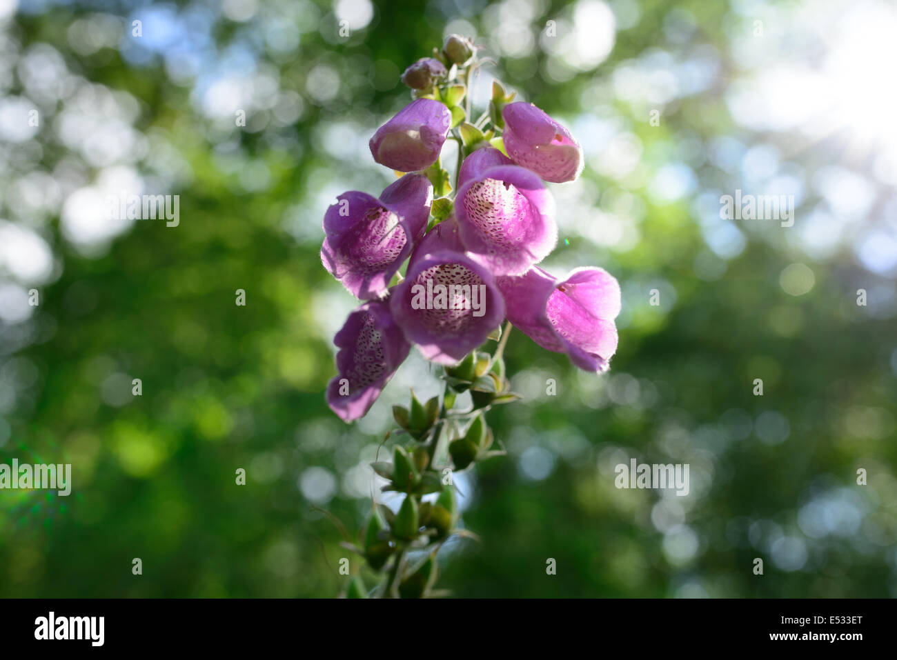 Digitalis - Wild Foxglove Stock Photo