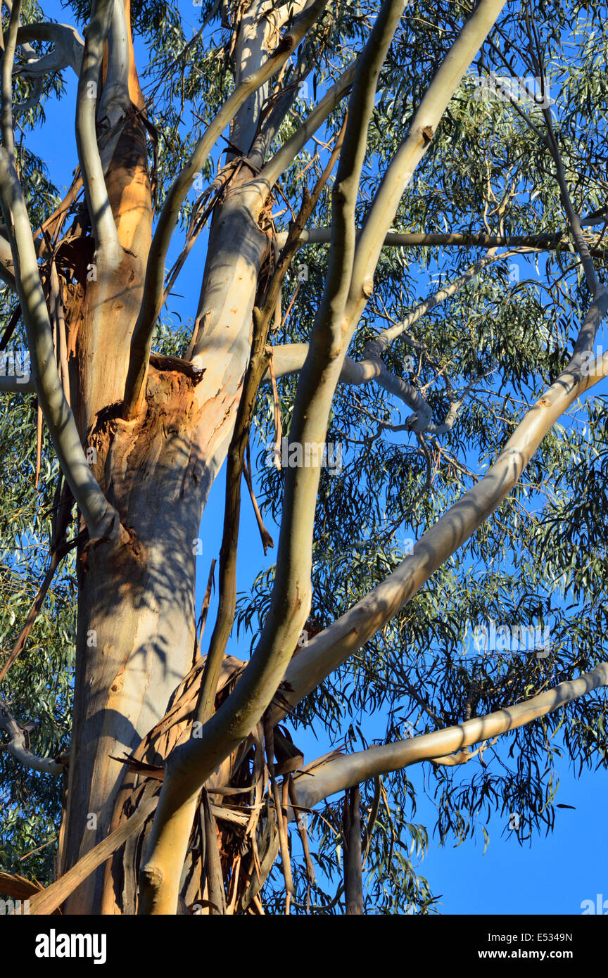 Gum tree Stock Photo