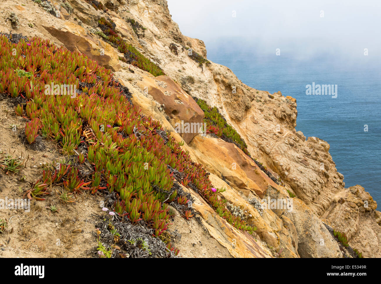 ice plant, ice plants, coastline, Point Reyes National Seashore, Marin County, California, United States, North America Stock Photo