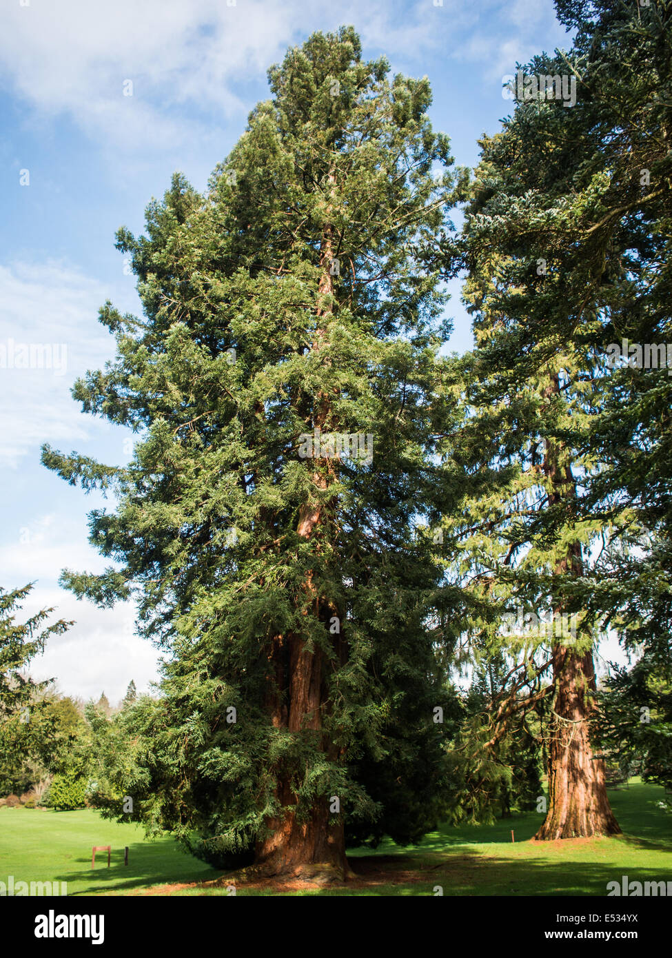 Scone Palace pine trees park Stock Photo