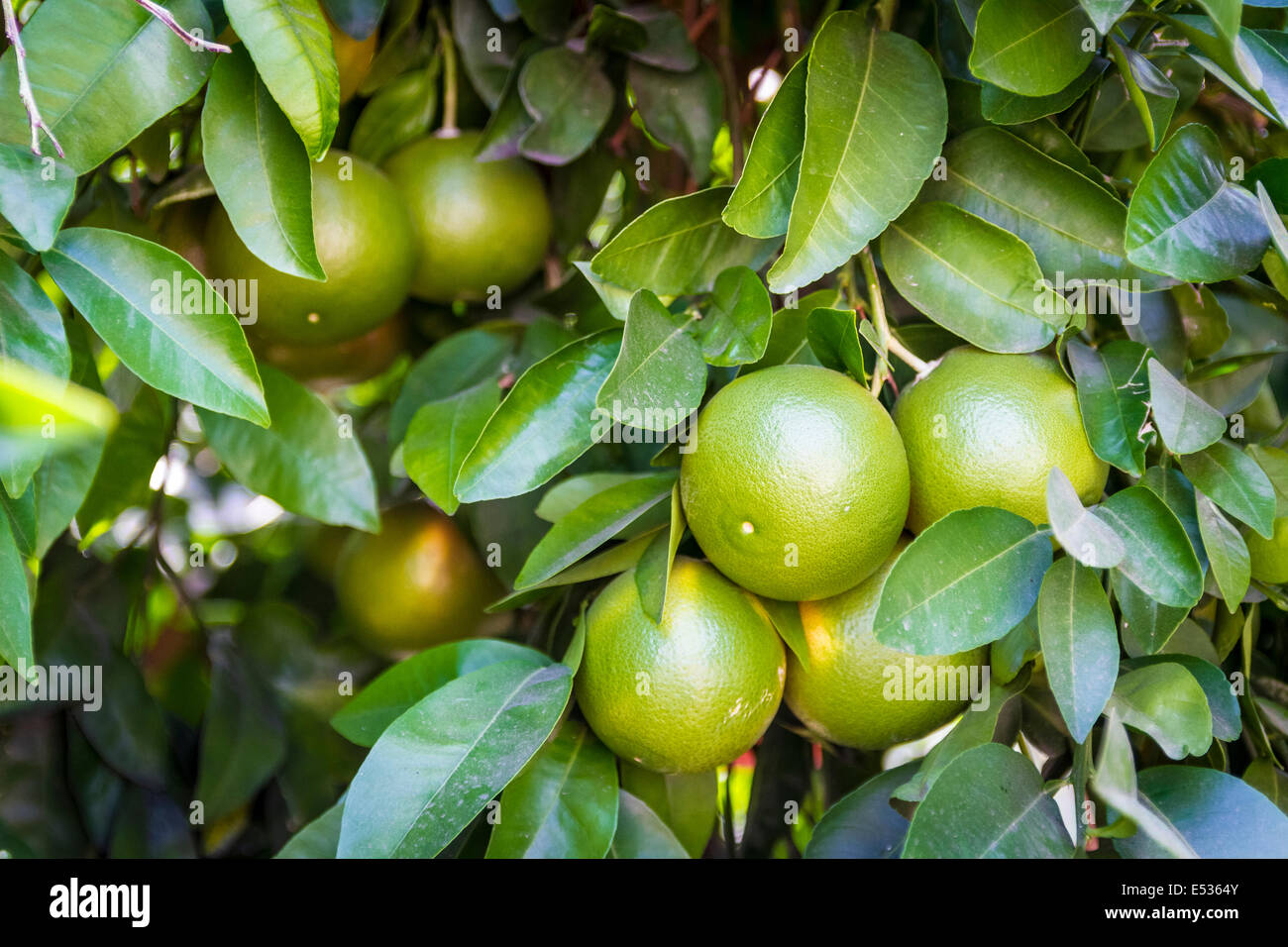 Green immature oranges on a tree in Alta Loma California a historic citrus growing area of Southern California Stock Photo