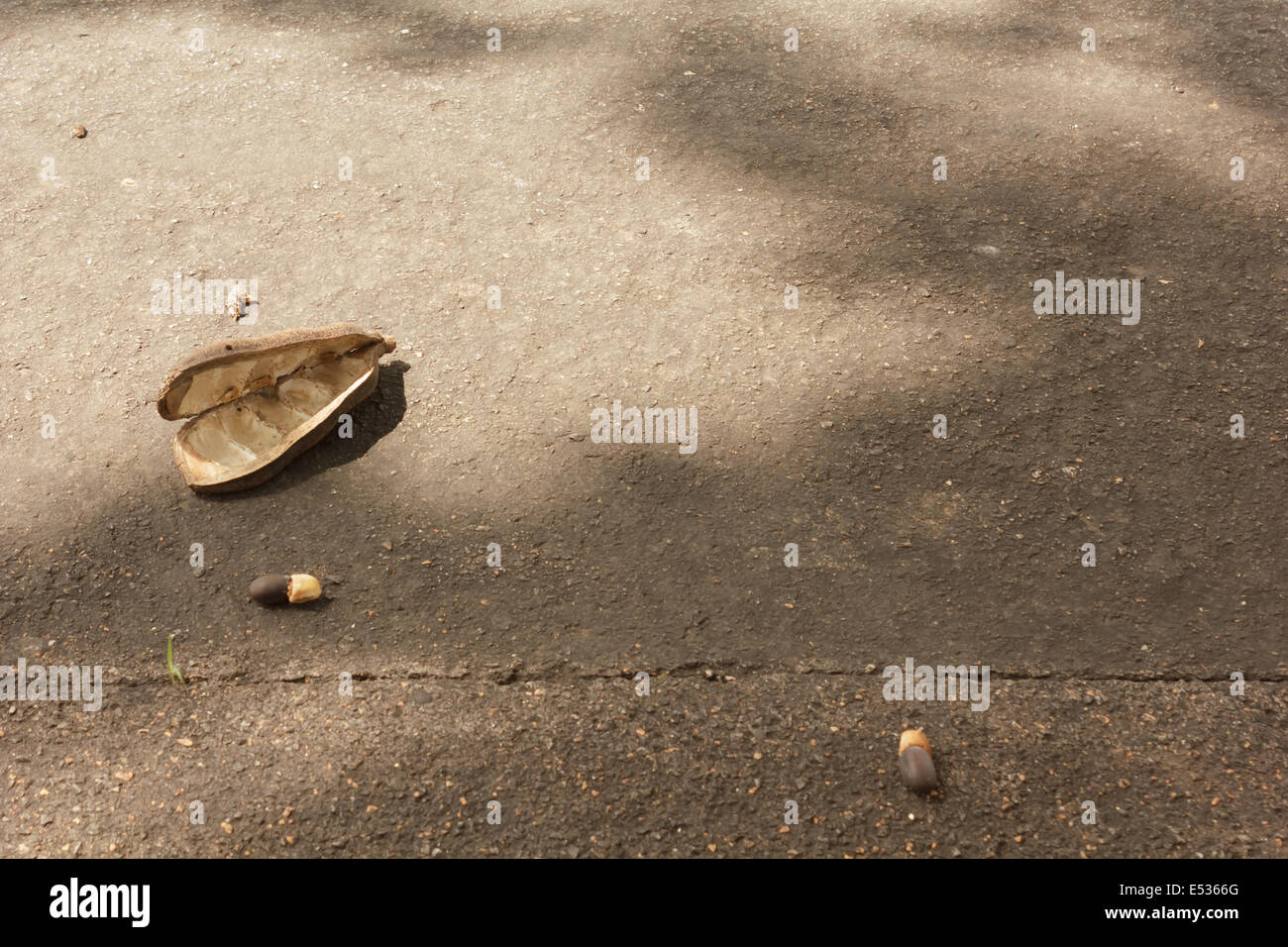 Afzelia xylocarpa (Kurz) Craib on the floor Stock Photo - Alamy