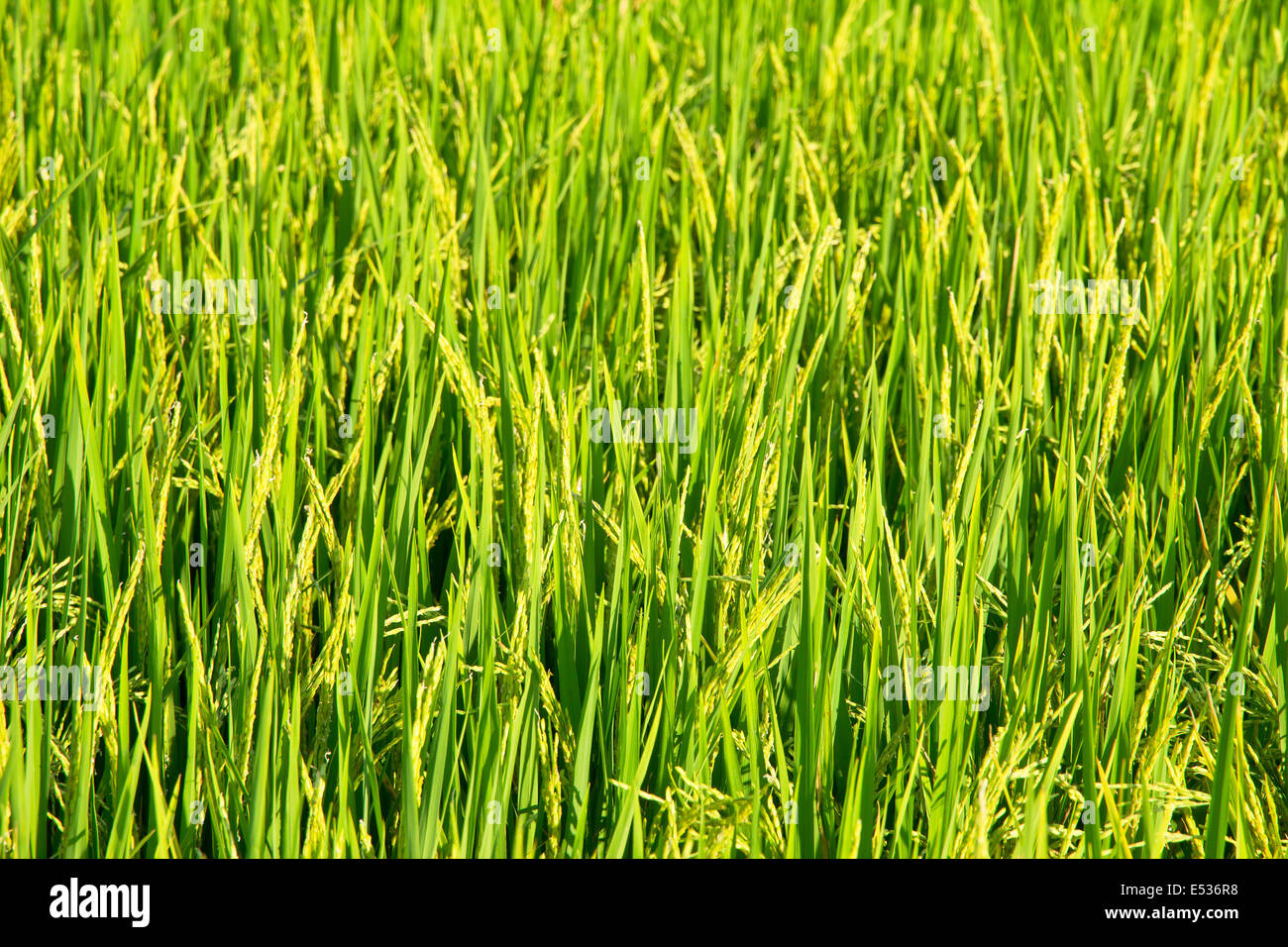 Before the harvest of rice fields hi-res stock photography and images ...