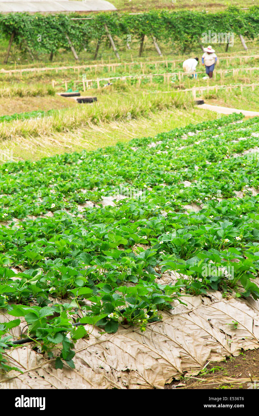 Rows of strawberry farm Stock Photo - Alamy