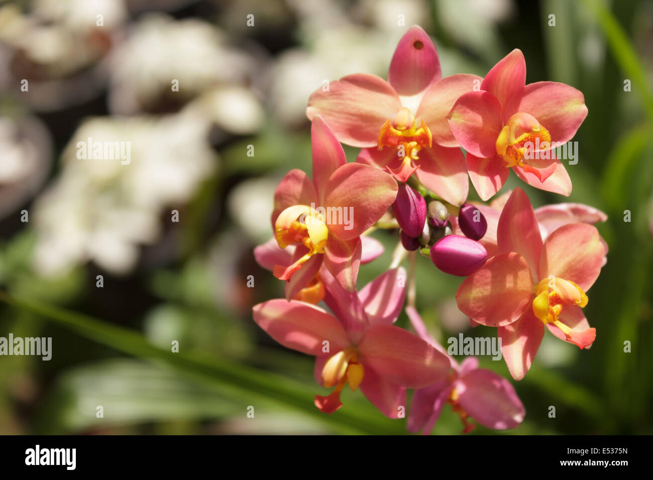 Orange orchids Stock Photo