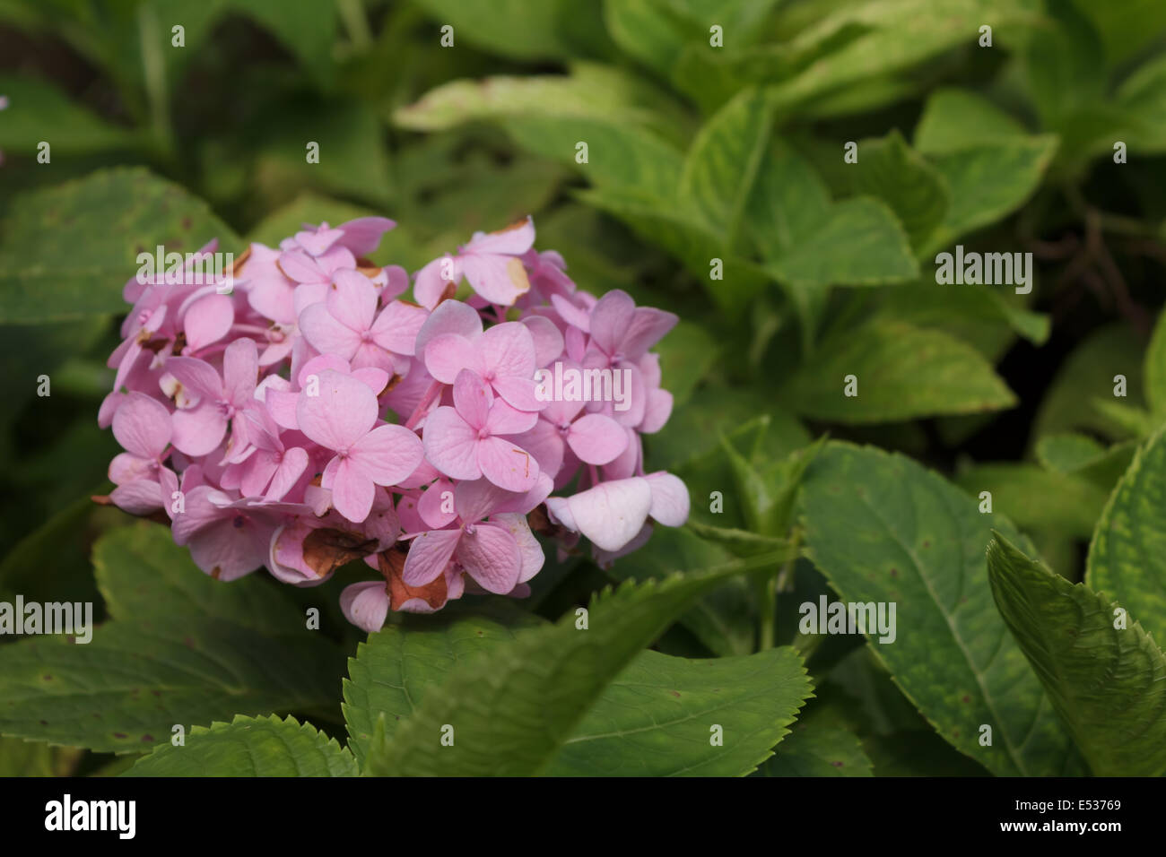 Pink flowers flower hi-res stock photography and images - Alamy