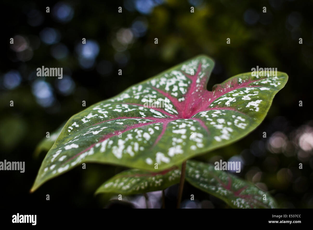 Caladium hortulanum leaf Stock Photo