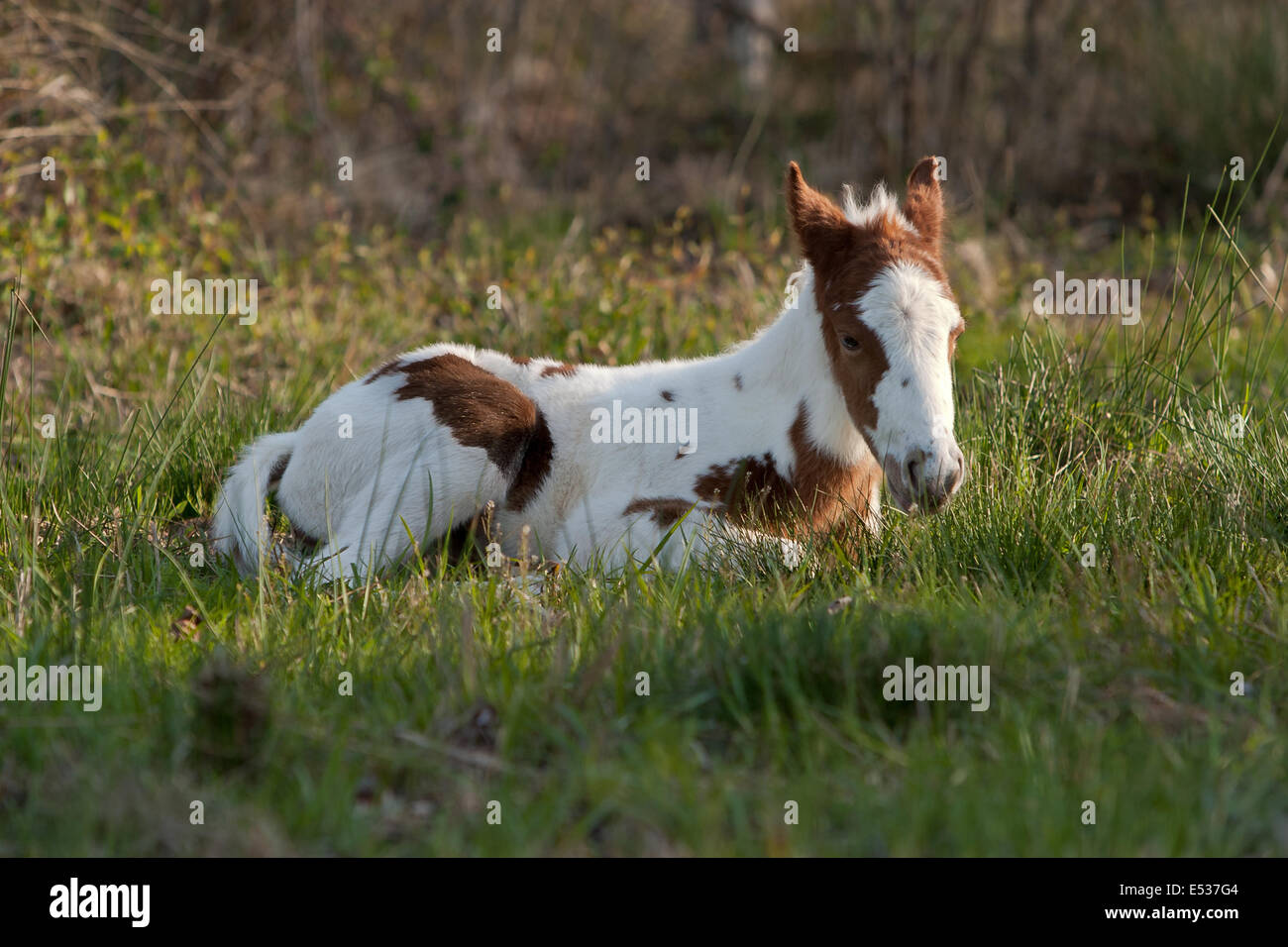 Foal is resting in the grass of field Stock Photo