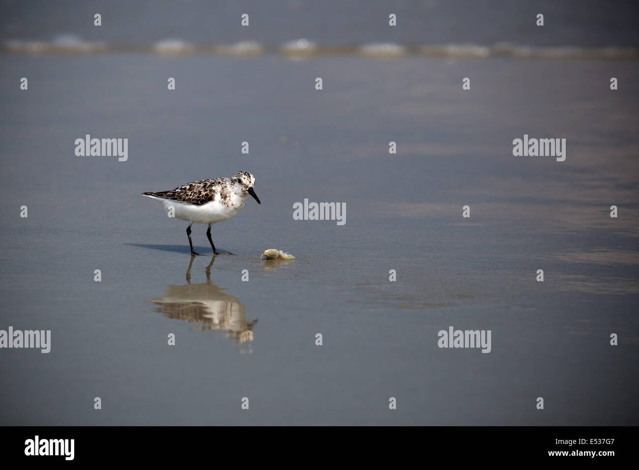 Moulting Sanderling on South Carolina beach eating in August Stock Photo