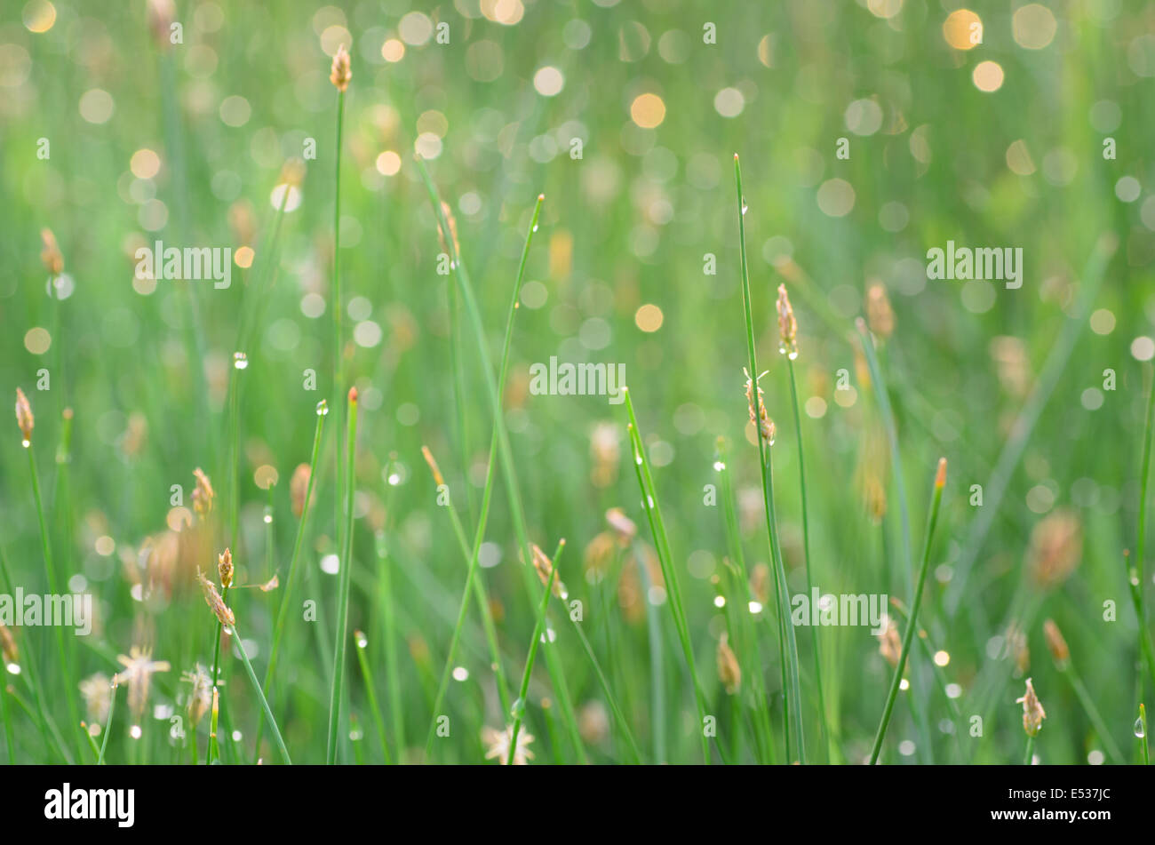 macro of green grass with waterdrops Stock Photo - Alamy