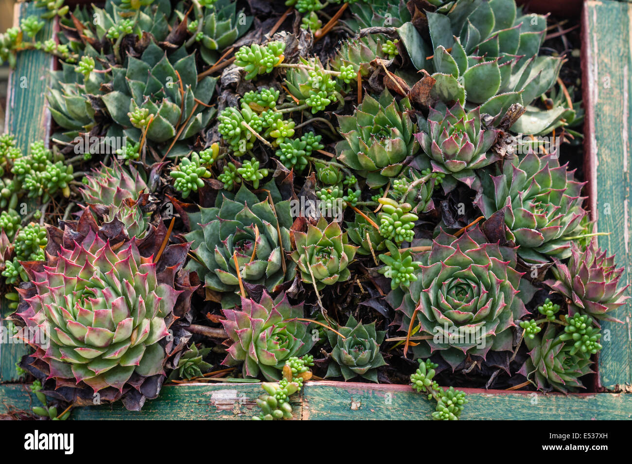 Sedum or Sempervivum plants for use in green roof projects Stock Photo