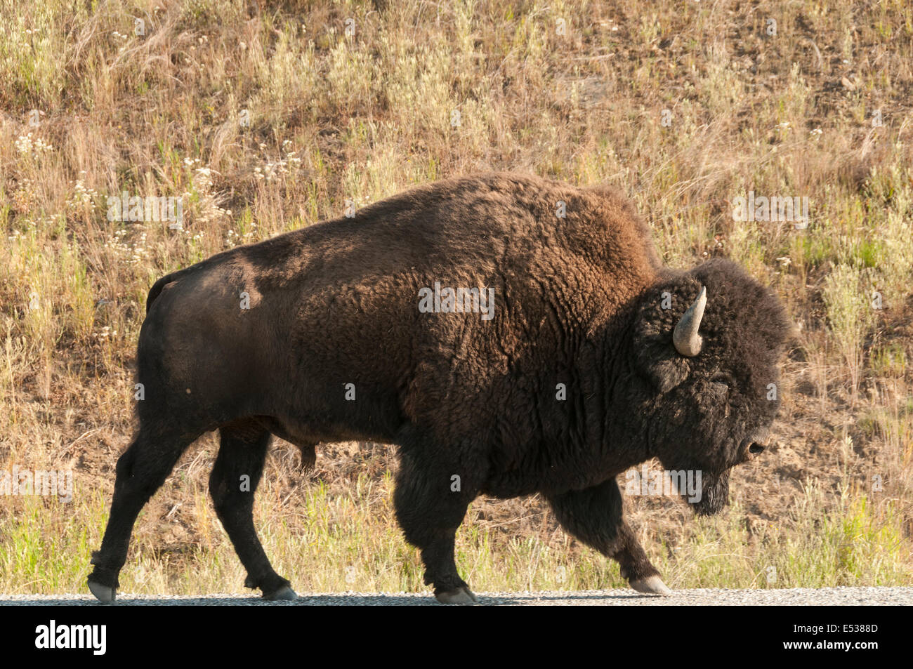 Elk203-3379 Canada, British Columbia, American bison Stock Photo