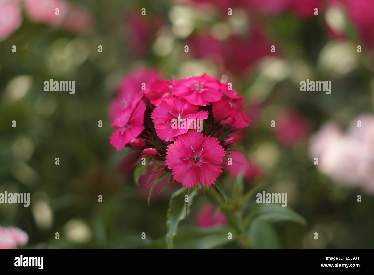 Sweet William flowers, Dianthus barbatus close-up. Stock Photo