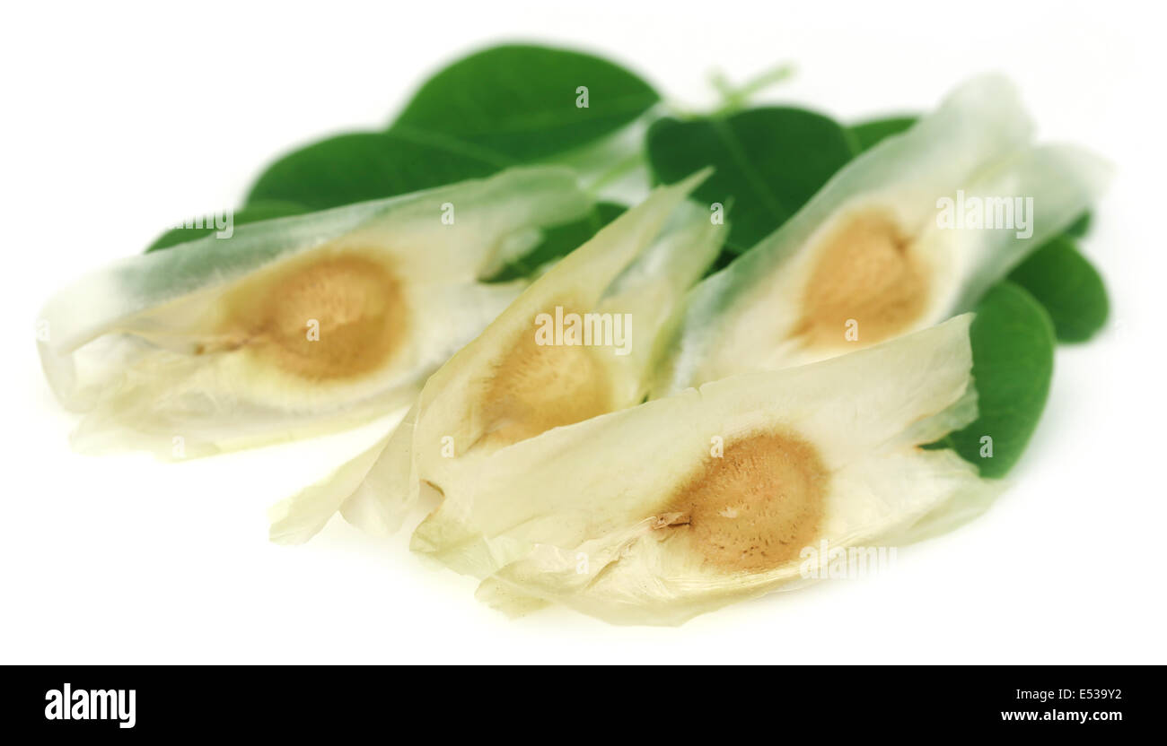 Close up of Moringa seeds with leaves Stock Photo