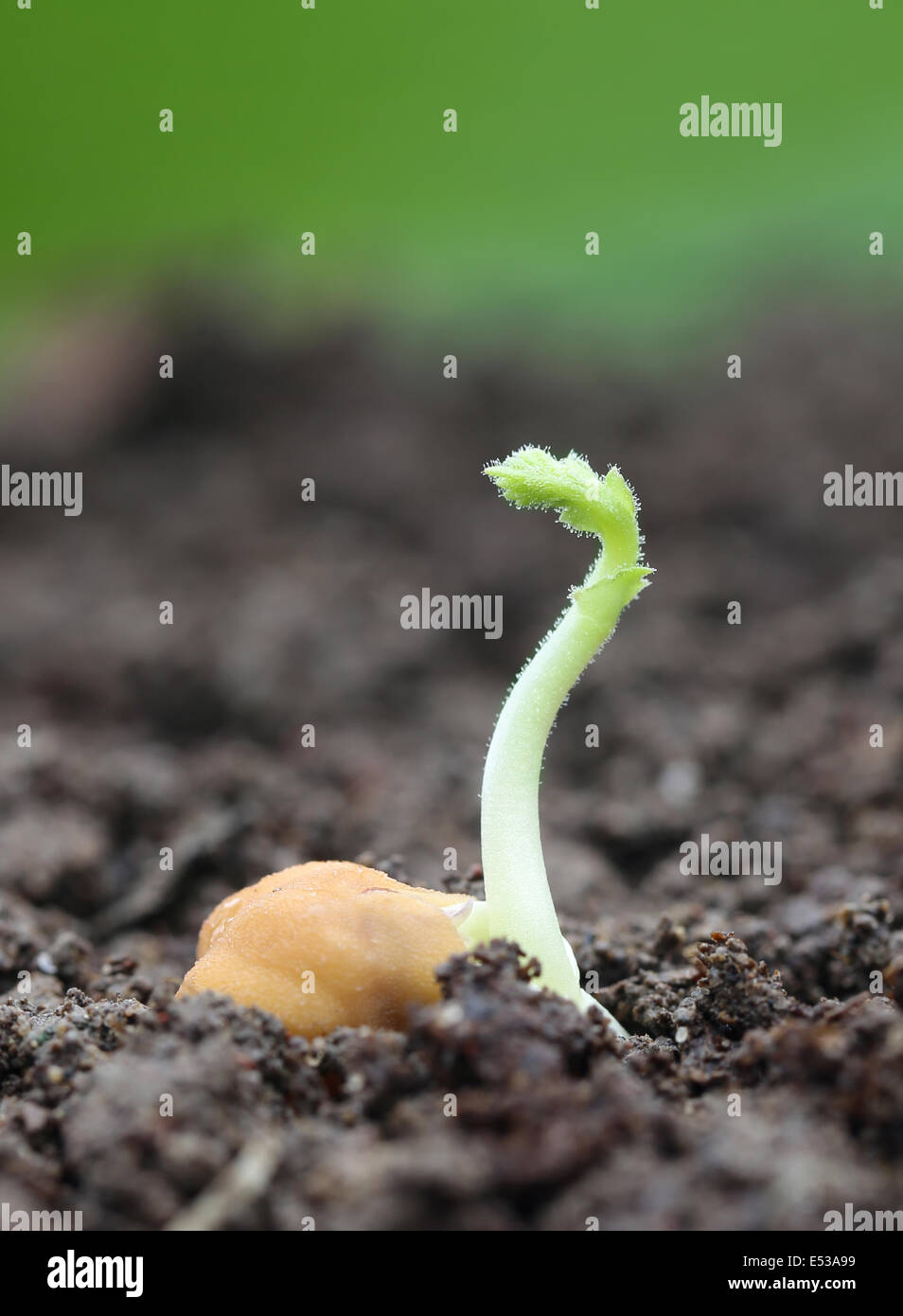 Chick-pea seedling in fertile soil with selective focus Stock Photo