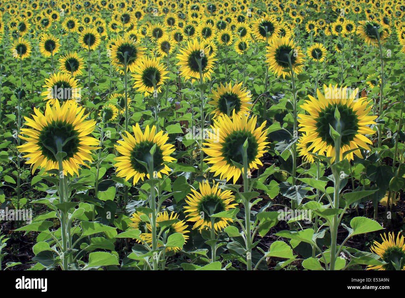 beautiful sunflower in the field Stock Photo - Alamy