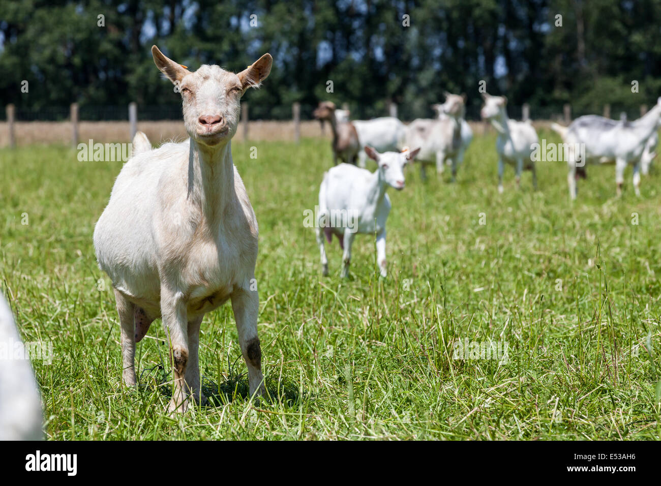 goats play and eat on the meadow Stock Photo