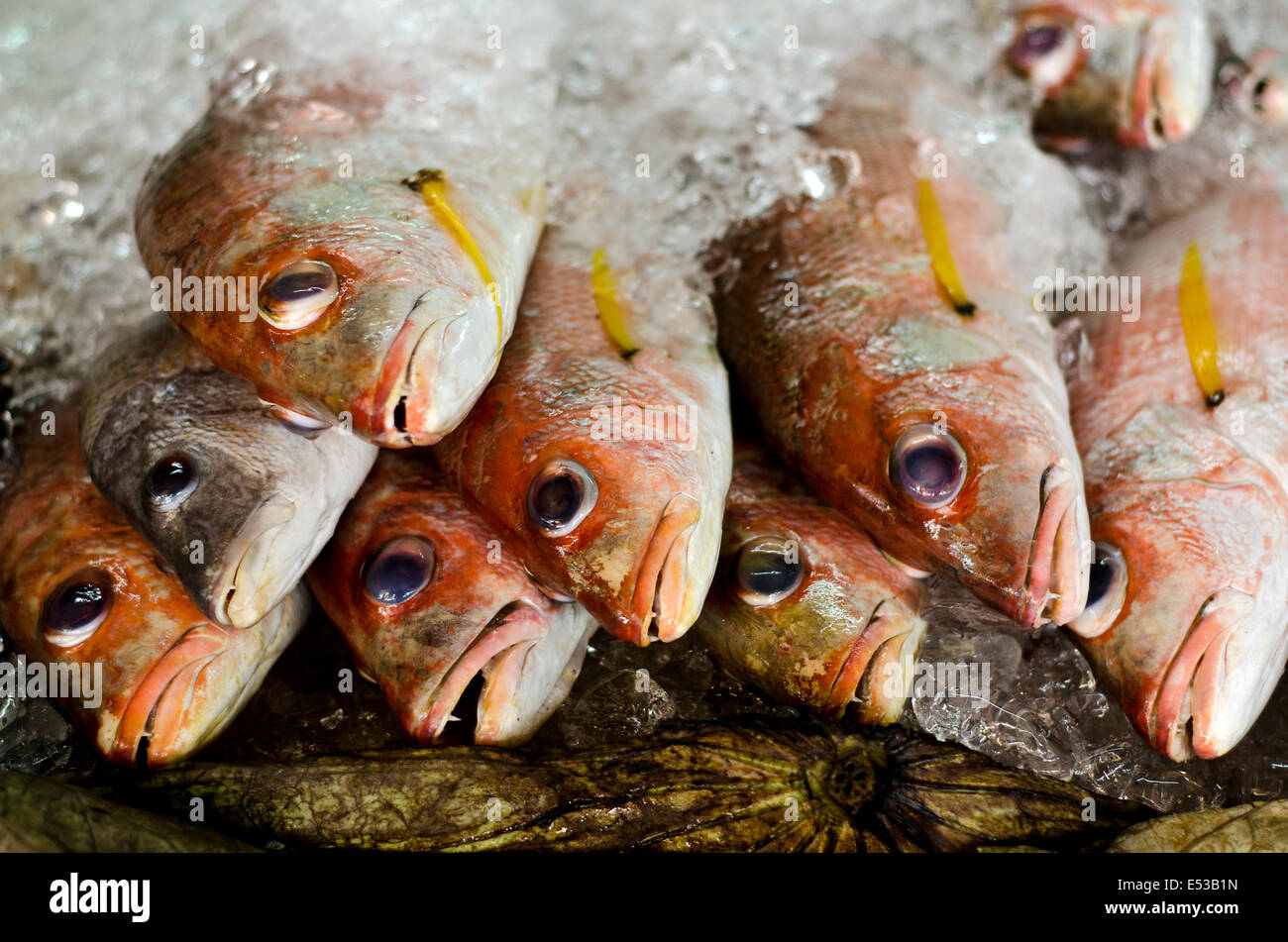 Fish from Phnom Penh market Stock Photo