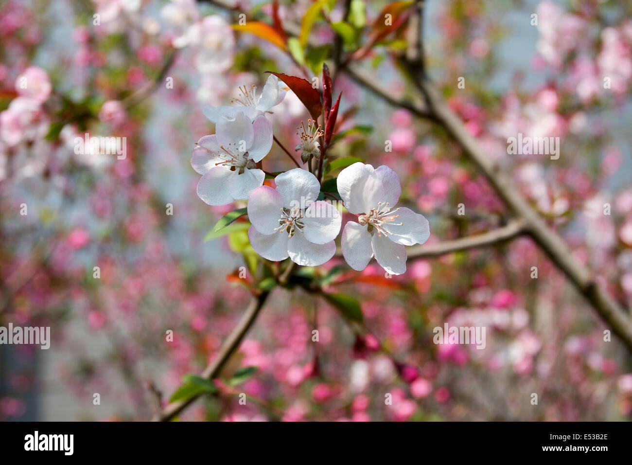 PEACH BLOSSOM