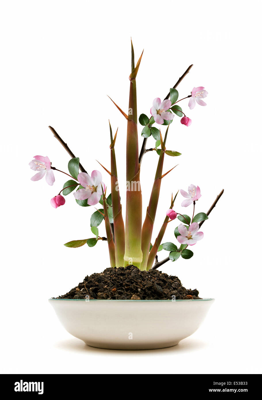 Peach blossom and bamboo in spring Stock Photo