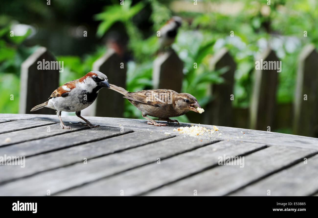 House Sparrow Eating High Resolution Stock Photography and Images Alamy