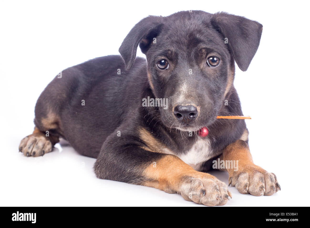 Cute black puppy Stock Photo - Alamy
