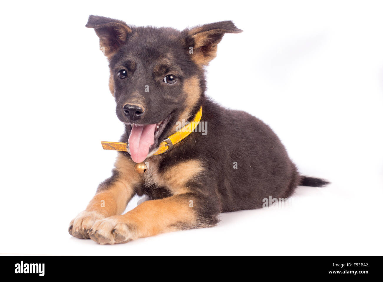 Cute black puppy Stock Photo - Alamy