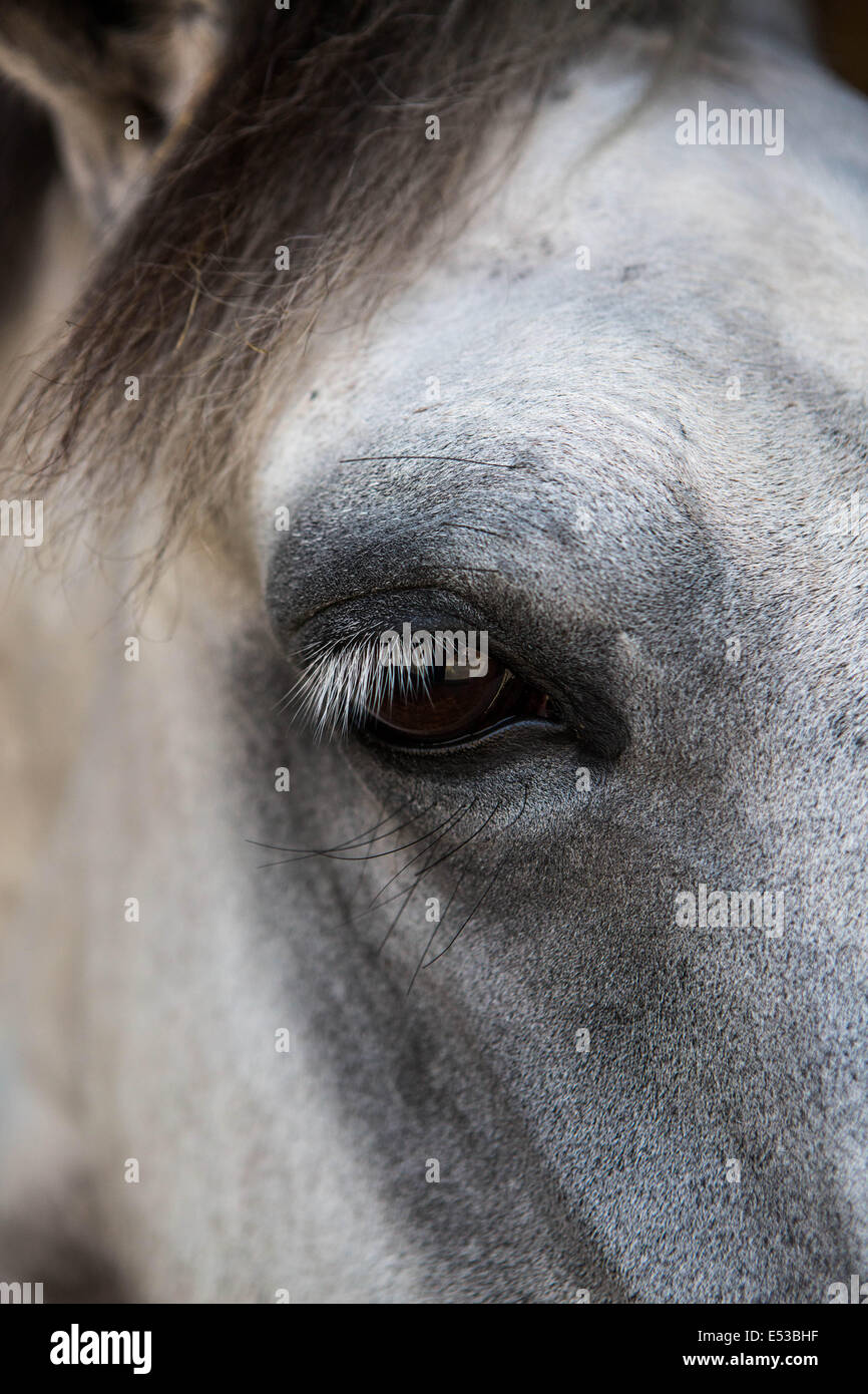 Close up of the eye on a speckled white horse. Stock Photo