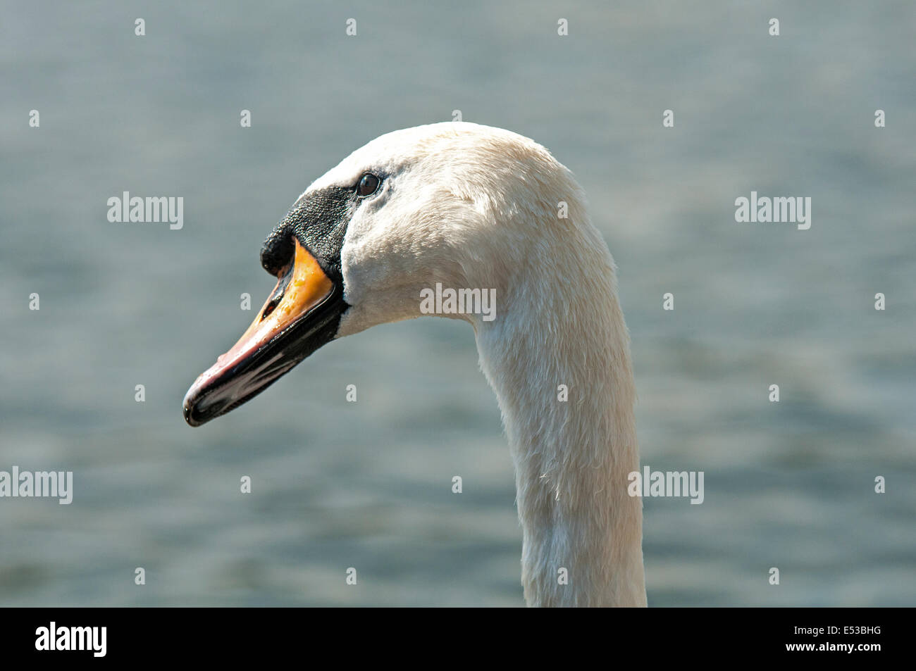 Mute Swan Head and Neck close up  looking sideways Stock Photo