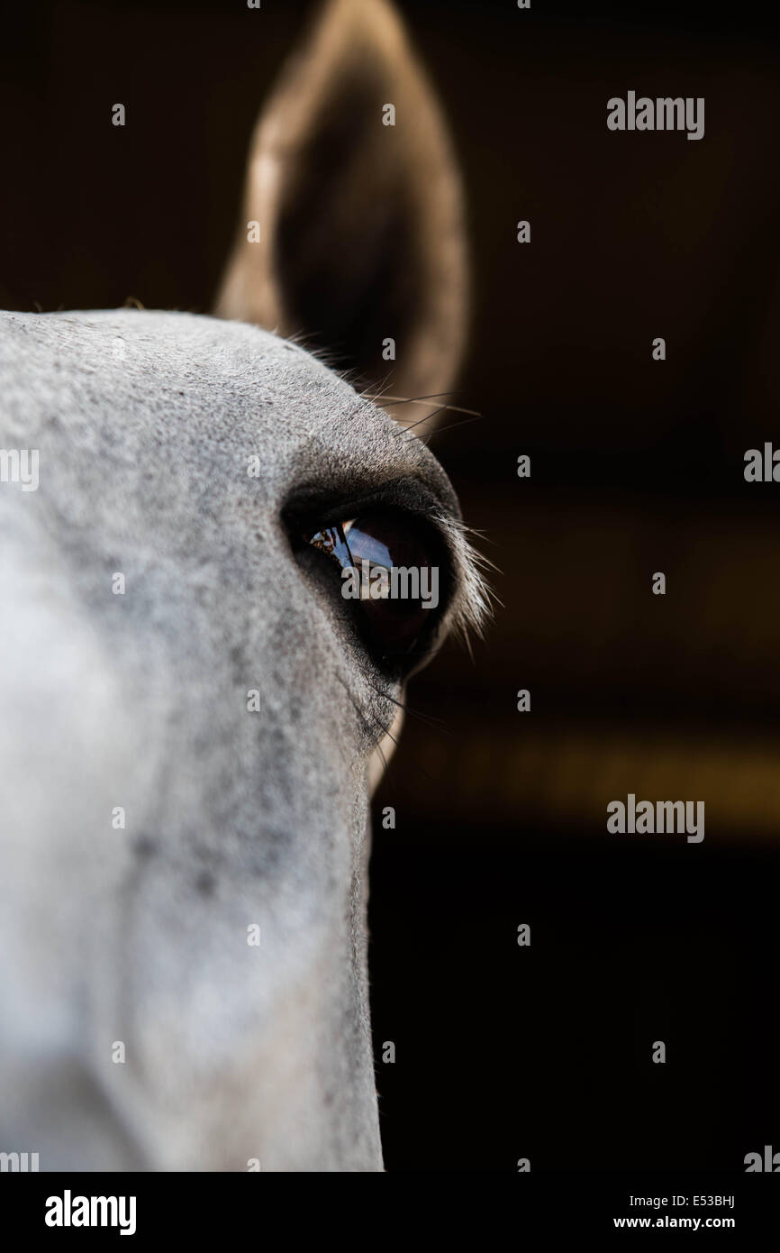 Left hand side of face of a white horse. Stock Photo