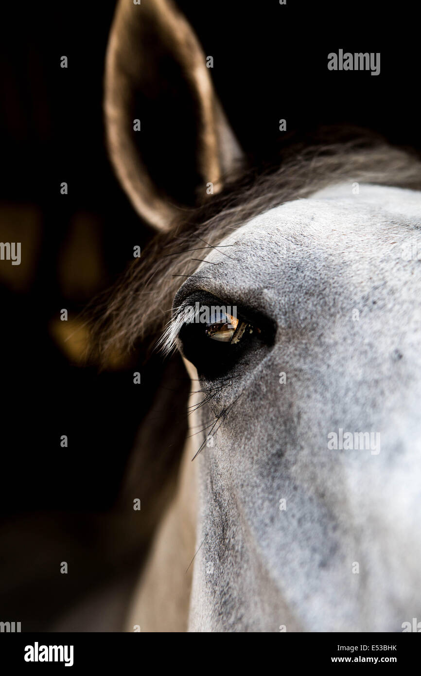Close up of the eye on a speckled white horse. Stock Photo