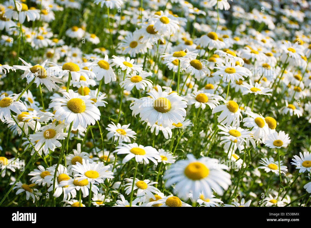 Daisy field background in spring Stock Photo - Alamy