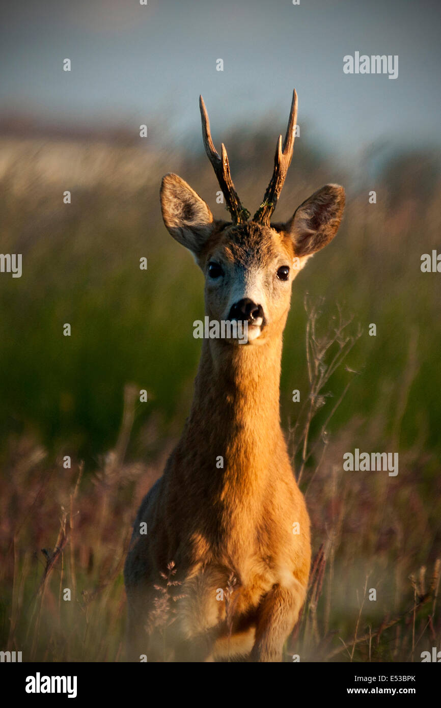 Roe deer at field hi-res stock photography and images - Alamy