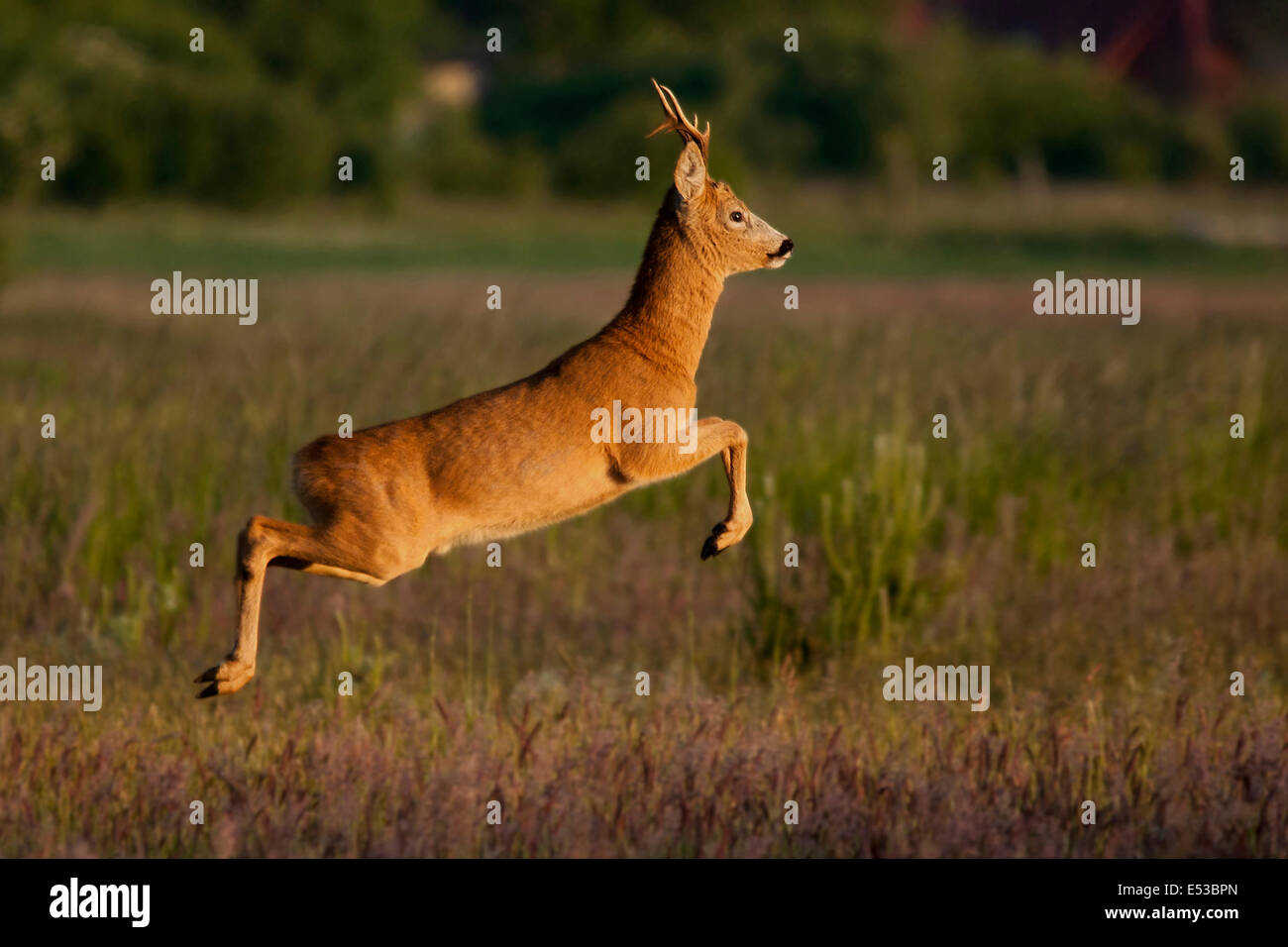 Roedeer jumps into the air Stock Photo Alamy