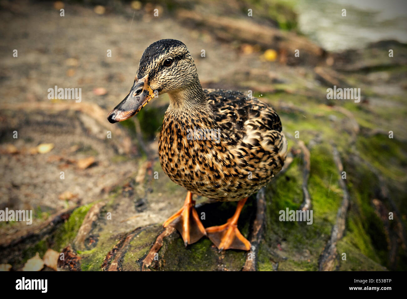 Watch the duck hi-res stock photography and images - Alamy