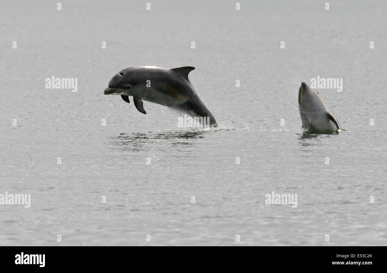 Two Bottlenose Dolphin calf's playing at Chanonry Point, Scotland Stock Photo