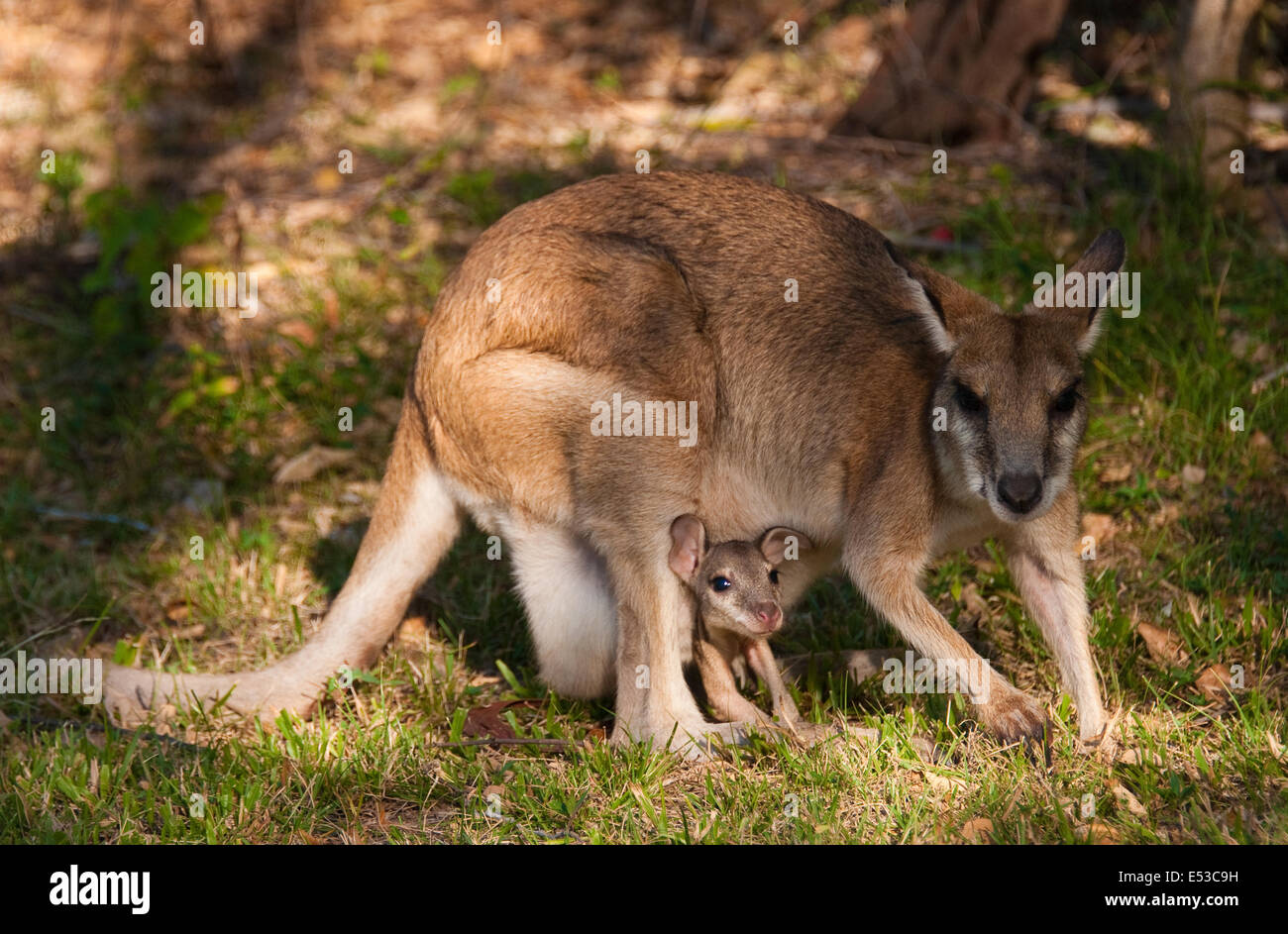 Agile Wallaby (Macropus agilis) Stock Photo