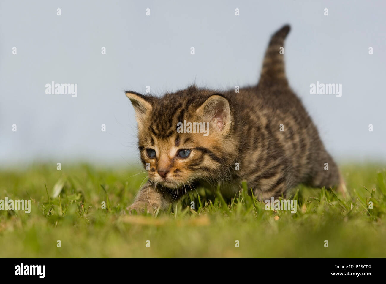 domestic Cat, kitten walking on a meadow with blue sky Stock Photo - Alamy