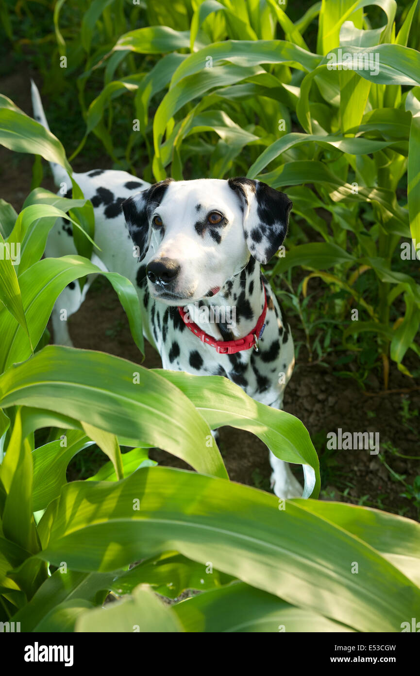 A Dalmatian Dog Stock Photo Alamy